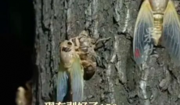 知了视频,探索科技与生活的无限可能