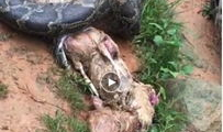 蟒蛇吃人视频,蟒蛇吞噬人类，真实视频曝光